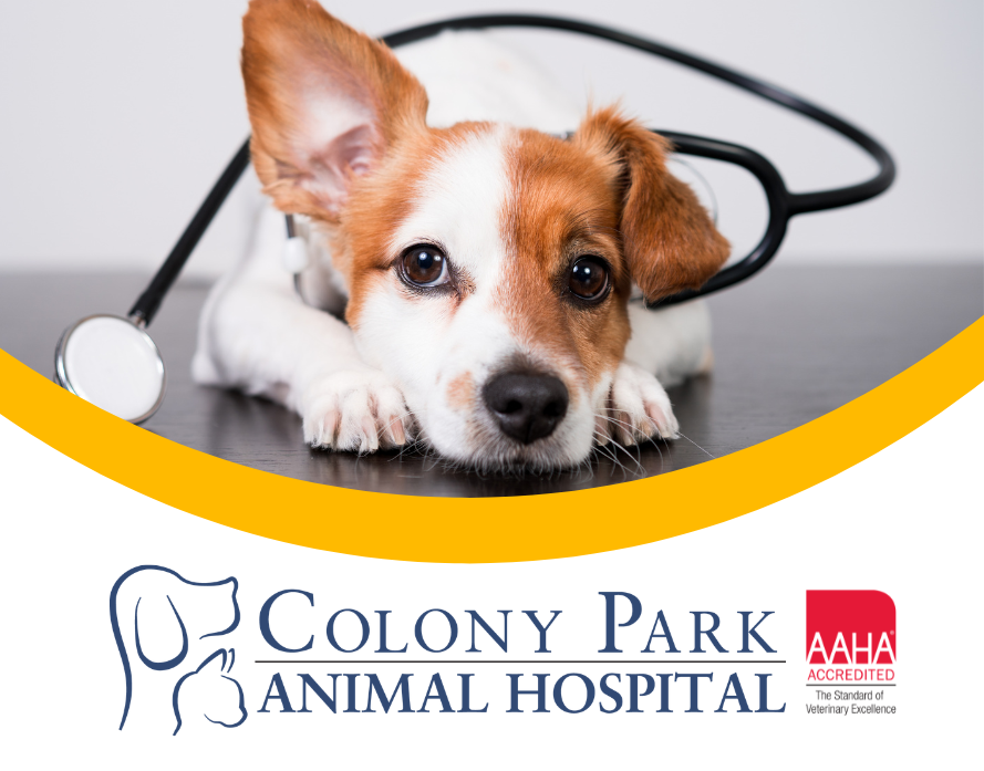 Colony Park Animal Hospital